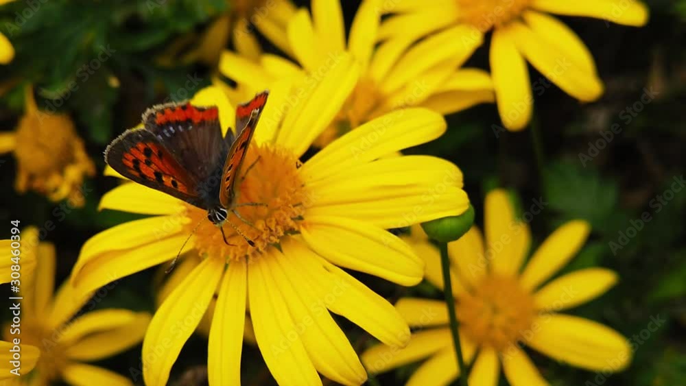 Close up video of a Small Copper Butterfly (Lycaena Phlaeas) feeding on a green leaved golden shrub daisy. A drone fly can be briefly seen flying by. Shot at 120 fps. Close up video of a Small Copper Butterfly (Lycaena Phlaeas) feeding on a green leaved golden shrub daisy. A drone fly can be briefly seen flying by. Shot at 120 fps.