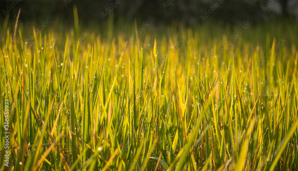 Selective focus of yellow and green paddy rice grain field with green leaf in the day time, organic paddy rice isolated in green background.