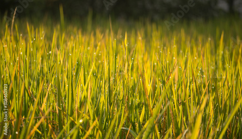 Selective focus of yellow and green paddy rice grain field with green leaf in the day time, organic paddy rice isolated in green background.