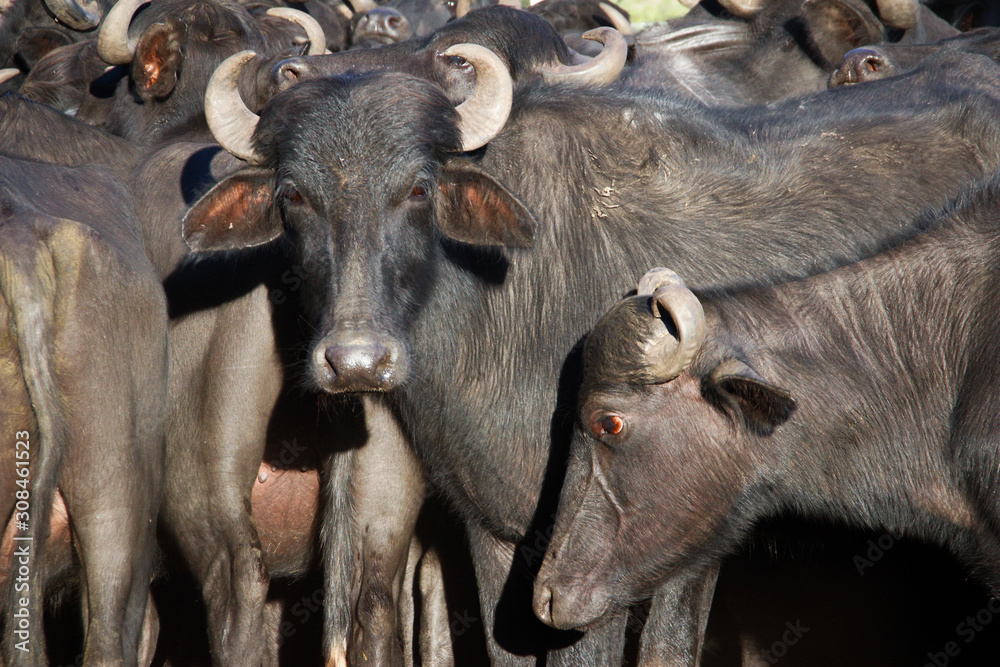 A large flock of black buffalos with large horns on a farm in Brazil. A large flock of black buffalos with large horns on a farm in Brazil.