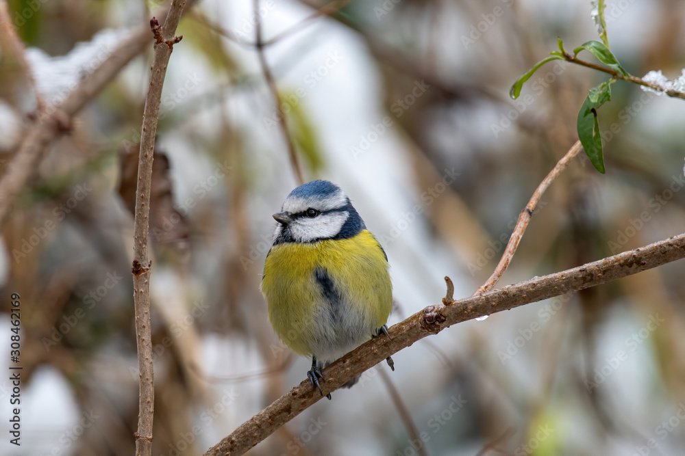 Obraz premium Blue tit (Cyanistes caeruleus or Parus caeruleus) Wildlife photo
