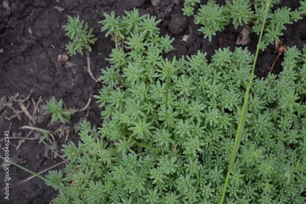 Sedum. Stonecrop. Home garden, flower bed. Gentle green plant. Hare cabbage. Green moss. Decorative carpet Sedum. Stonecrop. Home garden, flower bed. Gentle green plant. Hare cabbage. Green moss. Decorative carpet