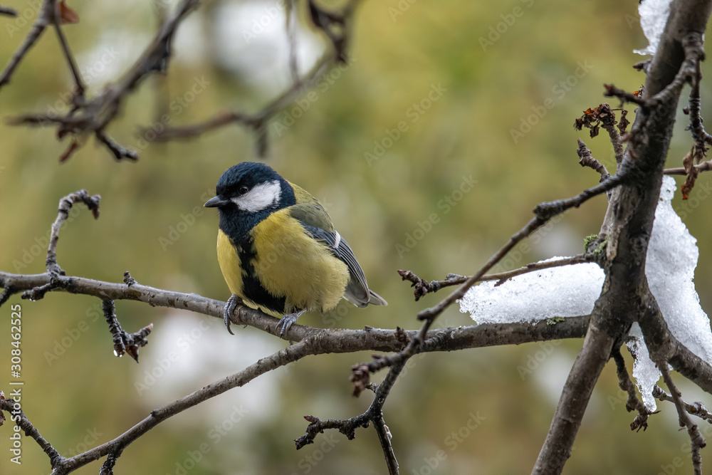 The great tit (Parus major) is a passerine bird in the tit family Paridae The great tit (Parus major) is a passerine bird in the tit family Paridae