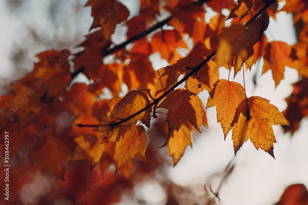 Autumn yellow leaves on tree in backlight Autumn yellow leaves on tree in backlight