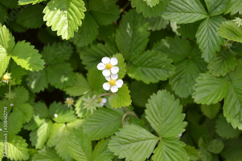 Tasty and healthy. Home garden, flower bed. Useful green plant. Strawberries. Fragaria vesca. Bushes of strawberry. Flowers strawberries