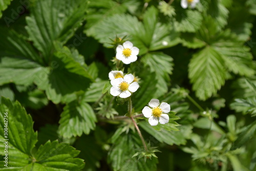 Tasty and healthy. Home garden, flower bed. Useful green plant. Strawberries. Fragaria vesca. Flowers strawberries