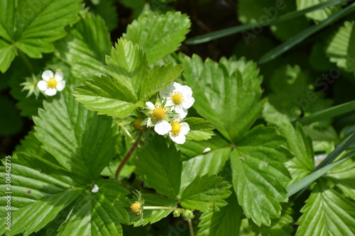 Home garden, flower bed. Useful green plant. Tasty and healthy. Strawberries. Fragaria vesca. Bushes of strawberry. Red juicy berries. Fragrant berries