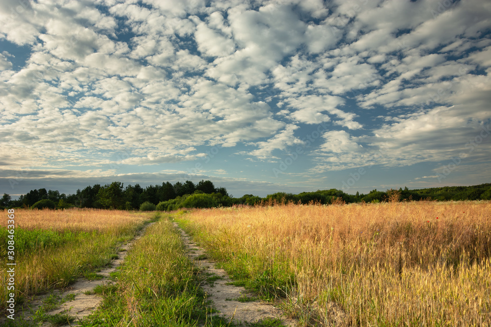 Dirt road through field and trees to the horizon