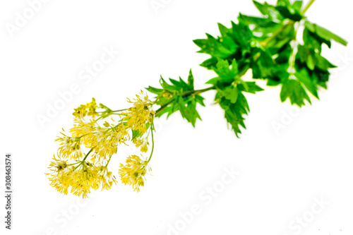 Closeup of a yellow budding of flowering Yellow meadow rue or Thalictrum flavum. A famous garden flower.