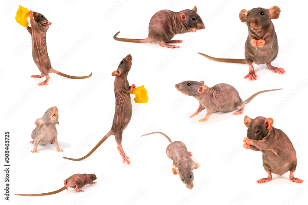Naklejka premium rat dumbo gray collection set isolated on white background