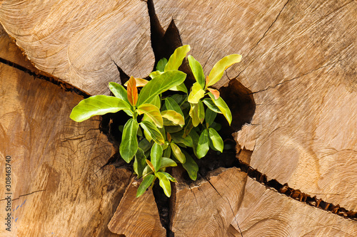 Foto Sprout of a tree sprouting on its trunk after cutting for lumber production
