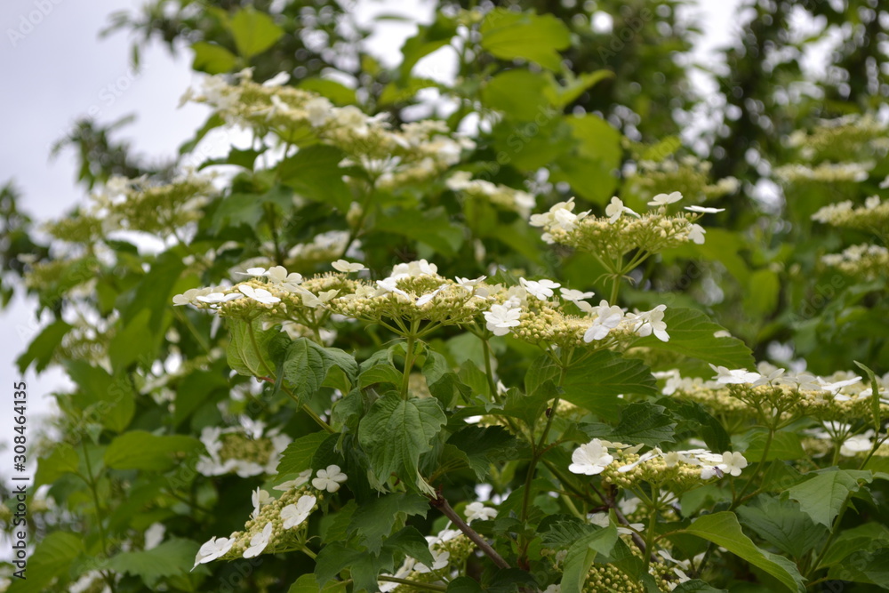 Medicinal fruits. Red berries. Tea, syrup, jam. Home garden, flower bed. Viburnum, a genus of woody flowering plants Adoxaceae. Useful tree plant. Green branches. White flowers Medicinal fruits. Red berries. Tea, syrup, jam. Home garden, flower bed. Viburnum, a genus of woody flowering plants Adoxaceae. Useful tree plant. Green branches. White flowers