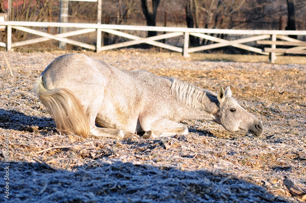 The gray horse lies down on the ground The gray horse lies down on the ground