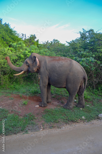 Elefant Safari Sri Lanka