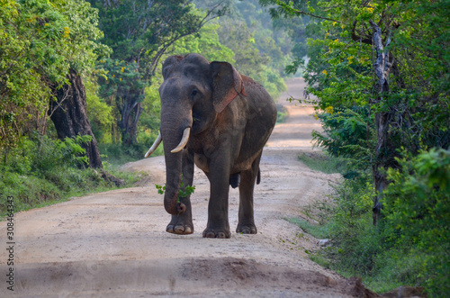 Elefant Safari Sri Lanka