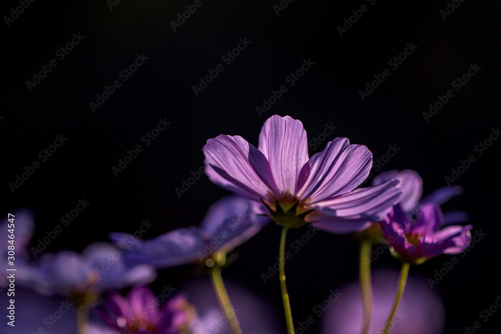 Obraz premium Selective focus beautiful pink cosmos flowerblooming in a garden.