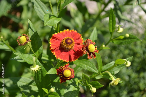 Beautiful summer flower. Home garden, flower bed. Helenium Konigstiger. Helenium. Helenium autumnale. Bush Helenium. Green leaves photo