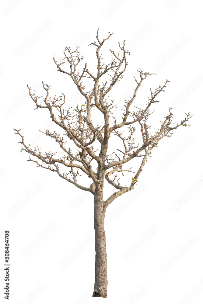 tree on the white background tree on the white background
