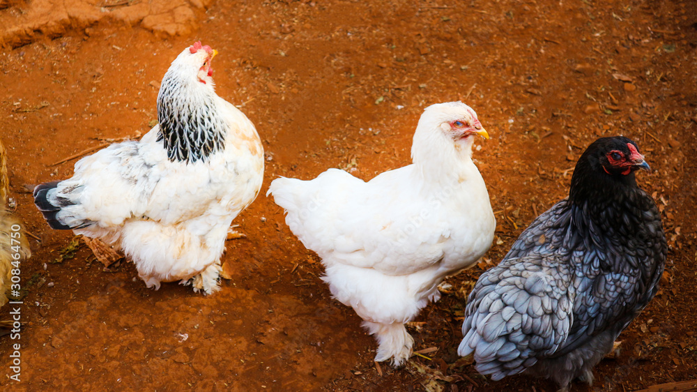 brahma chicken, isolated Stock Photo Adobe Stock