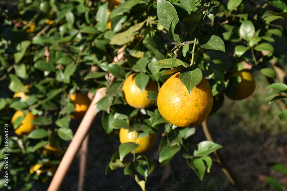 Orange Fruits and orange farm