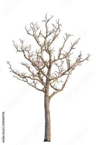 tree on the white background