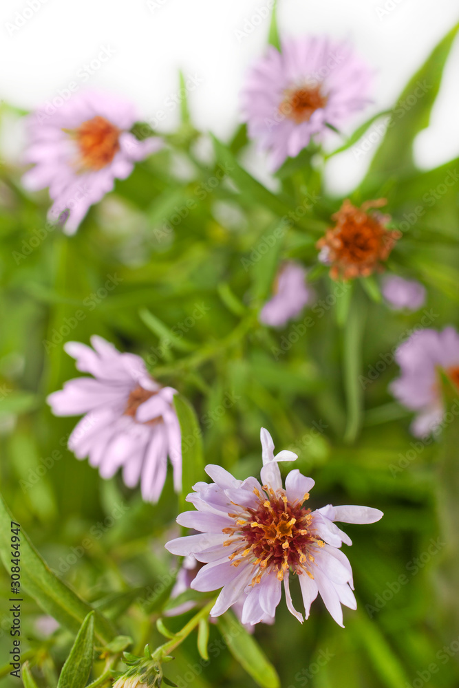 Fototapeta premium Pink flower of European Michaelmas Daisy (Aster Amellus) on green blurred background