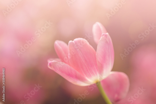 Blurred beautiful pink tulip flower in nature background.Flowers soft blur colors sweet tone background. © alohapatty