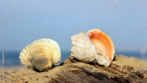 Sea shells on the sandy shore against the background of the sea and sky