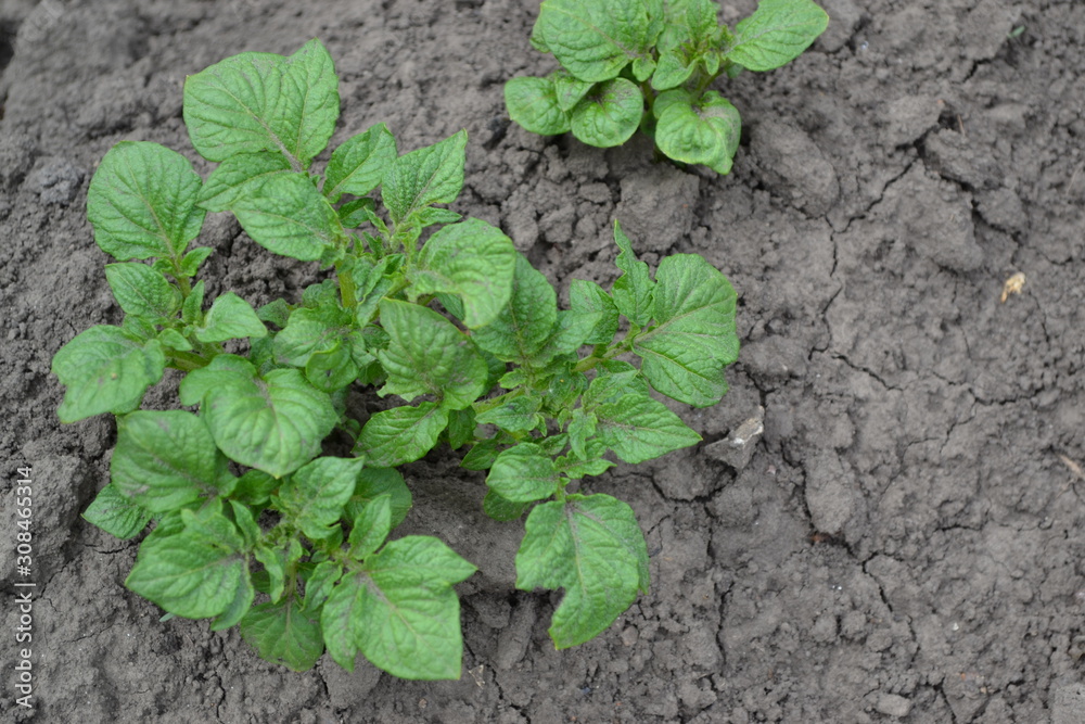 Field, farm, village, cultivated plants. Tasty and healthy. Potatoes. Type of perennial tuberiferous herbaceous plants. Solanum tuberosum. Colorado beetles, Leptinotarsa decemlineata Field, farm, village, cultivated plants. Tasty and healthy. Potatoes. Type of perennial tuberiferous herbaceous plants. Solanum tuberosum. Colorado beetles, Leptinotarsa decemlineata