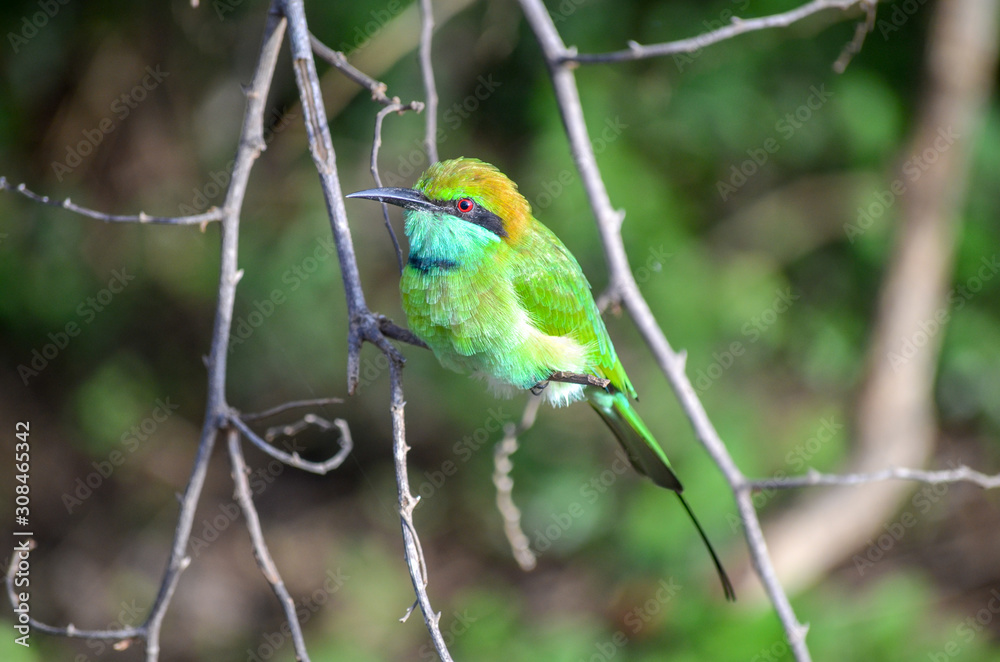 Green Bee Eater