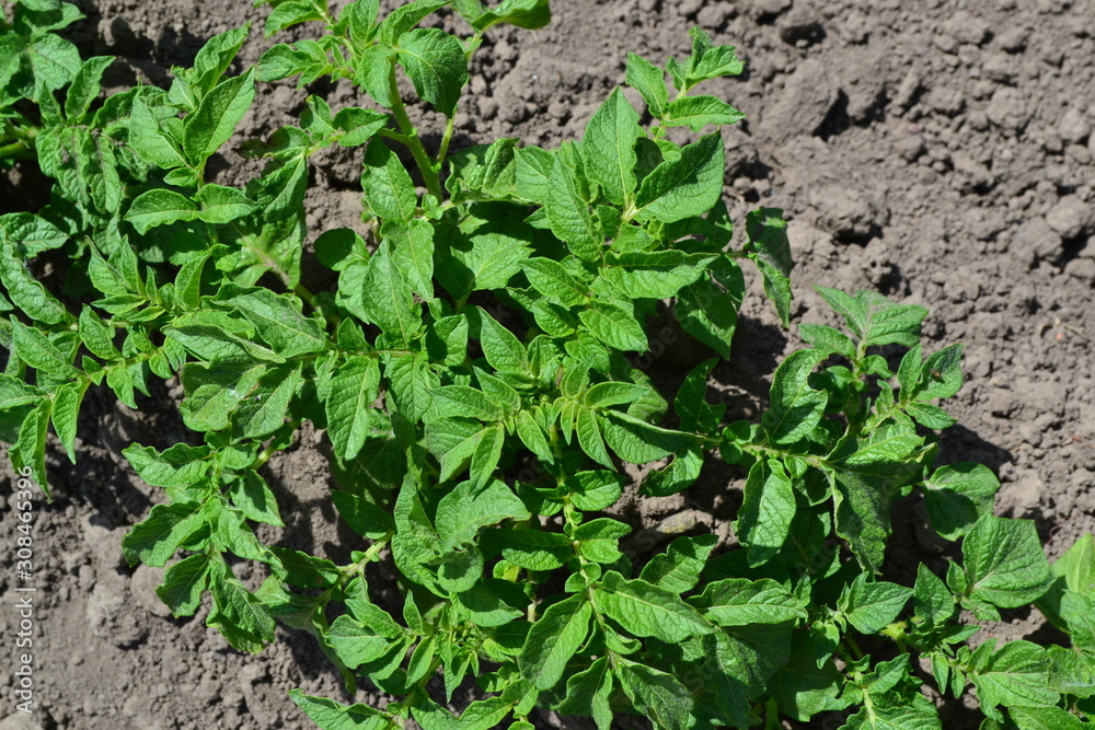 Field, farm, village, cultivated plants. Tasty, healthy. Potatoes. Solanum tuberosum. Colorado beetles, Leptinotarsa decemlineata Field, farm, village, cultivated plants. Tasty, healthy. Potatoes. Solanum tuberosum. Colorado beetles, Leptinotarsa decemlineata