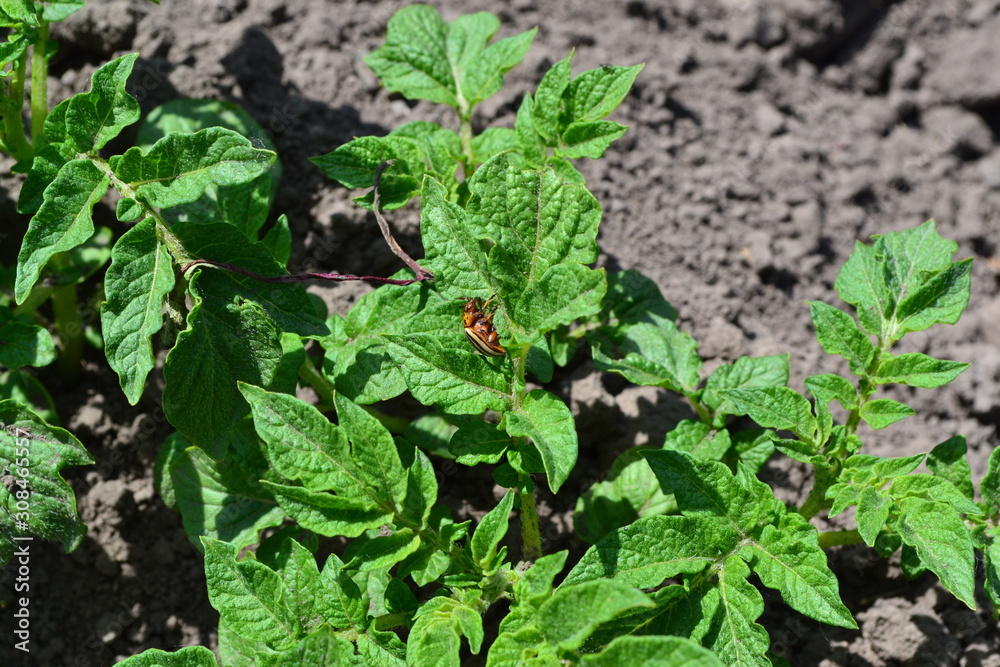 Fototapeta premium Field, farm. Potatoes. Solanum tuberosum. Colorado beetles, Leptinotarsa decemlineata
