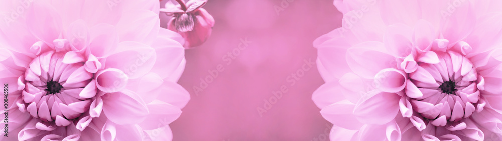 Summer background panorama banner long - Close up of beautiful blooming pink dahlias with space for text