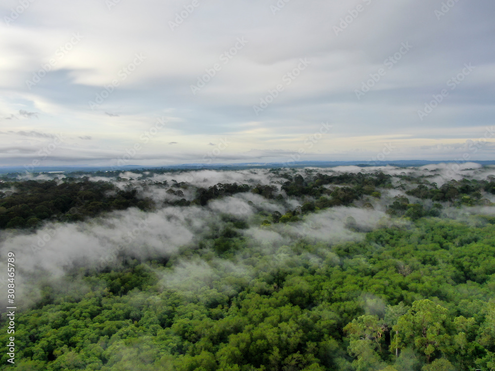 Aerial view foggy and misty morning green landscape of tropical mangroves and Borneo Rain Forest in Sabah Borneo, Malaysia. Sustainable and biodiversity mangrove forest reserve.