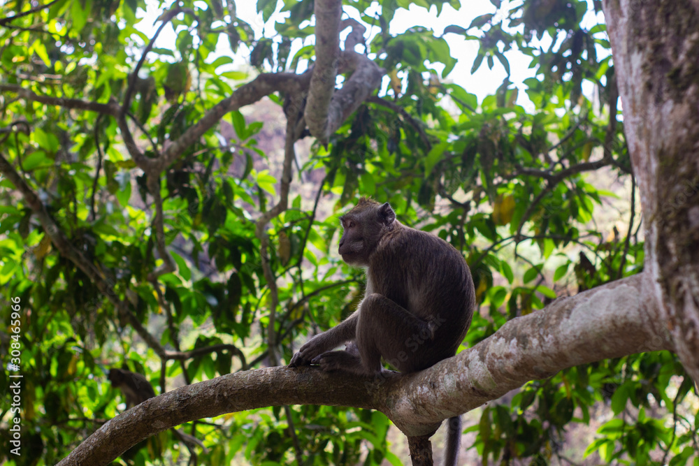 Obraz premium monkey lives in a natural forest conservation in Indonesia