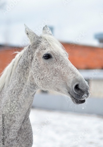 Grey horse with snow on its nose