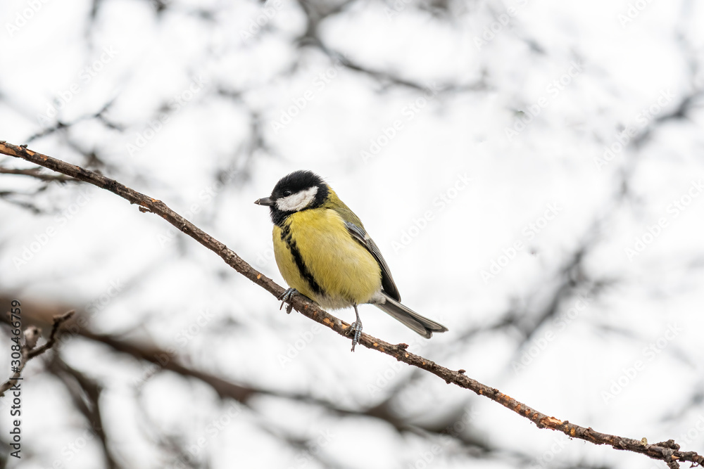 The great tit (Parus major) is a passerine bird in the tit family Paridae The great tit (Parus major) is a passerine bird in the tit family Paridae