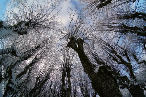 Amazing linden park in Katvari manor house garden during winter, tree branches on a sky background, fish eye effect