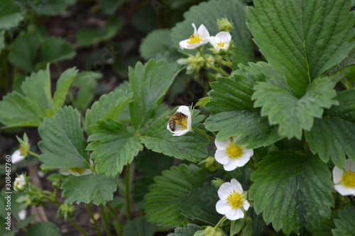 Homemade plant, gardening. Green bushes. White strawberry flowers. Fragaria viridis, Fragaria ananassa © bubushonok