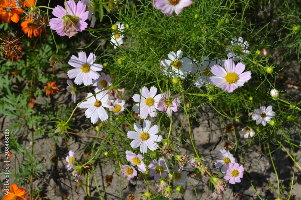 Flower bed, beautiful gentle plants. Homemade plant, gardening. Cosmos, a genus of annual and perennial herbaceous plants of the family Asteraceae. Sunny. White flowers Flower bed, beautiful gentle plants. Homemade plant, gardening. Cosmos, a genus of annual and perennial herbaceous plants of the family Asteraceae. Sunny. White flowers