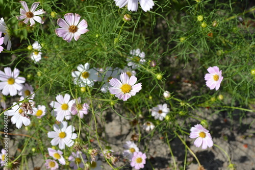 Fototapeta Naklejka Na Ścianę i Meble -  Flower bed, beautiful gentle plants. Homemade plant, gardening. Cosmos, a genus of annual and perennial herbaceous plants of the family Asteraceae. White flowers