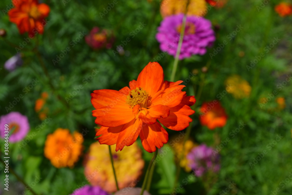 Homemade plant, gardening. Cosmos, a genus of annual and perennial herbaceous plants of the family Asteraceae. Flower bed, beautiful plants. Orange flowers