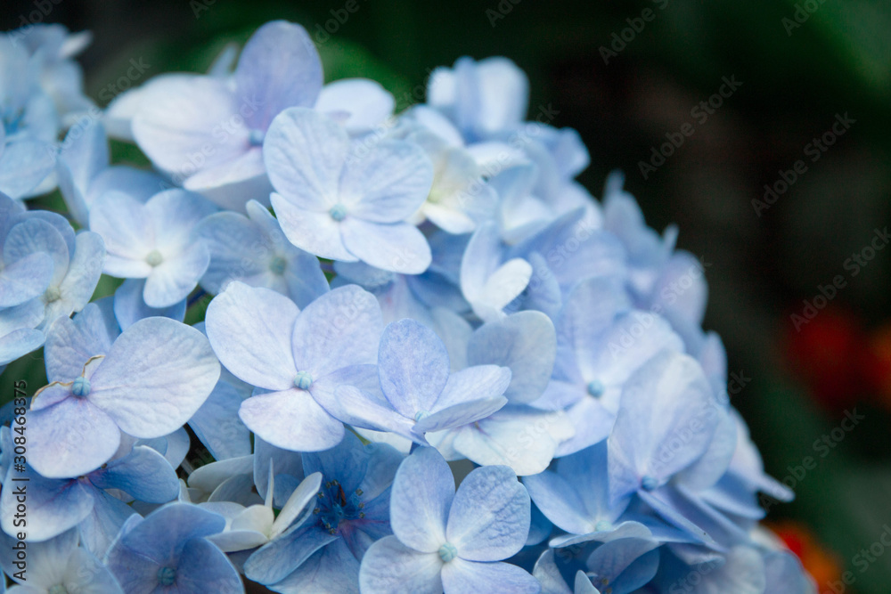 Blue flowers Blue flowers
