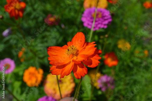 Homemade plant, gardening. Cosmos, a genus of annual and perennial herbaceous plants of the family Asteraceae. Flower bed, beautiful plants. Orange flowers © bubushonok
