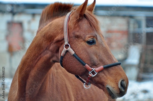 Portrait of a red stallion in a leather halter