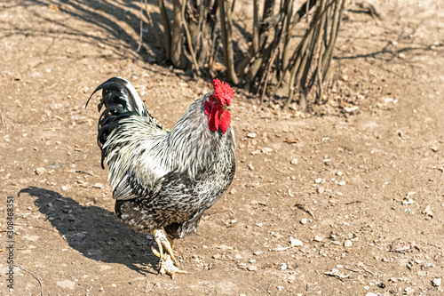 The great cock. Cock on the walk. Beautiful cock male on the sunny walk with hen