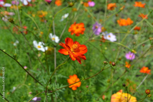 Homemade plant, gardening. Cosmos, a genus of annual and perennial herbaceous plants of the family Asteraceae. Flower bed. Orange flowers © bubushonok