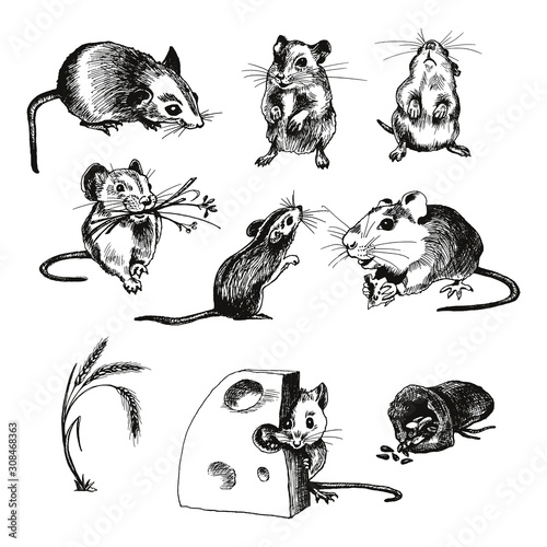 Mouse or Rat Animal Sketched Vector Illustrations Set