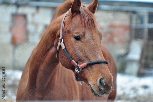 Fototapeta Naklejka Na Ścianę i Meble -  Beautiful red Trakenen stallion in winter