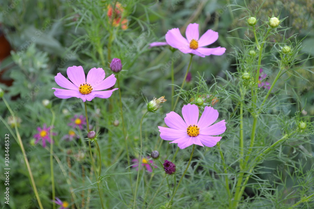 Sunny day. Homemade plant, gardening. Cosmos, a genus of annual and perennial herbaceous plants of the family Asteraceae. Flower bed, beautiful gentle plants. Pink flowers Sunny day. Homemade plant, gardening. Cosmos, a genus of annual and perennial herbaceous plants of the family Asteraceae. Flower bed, beautiful gentle plants. Pink flowers